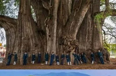 The &Aacute;rbol del Tule with people at its trunk