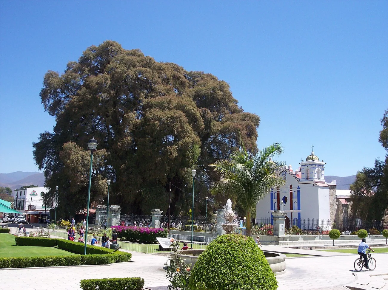 The &Aacute;rbol del Tule